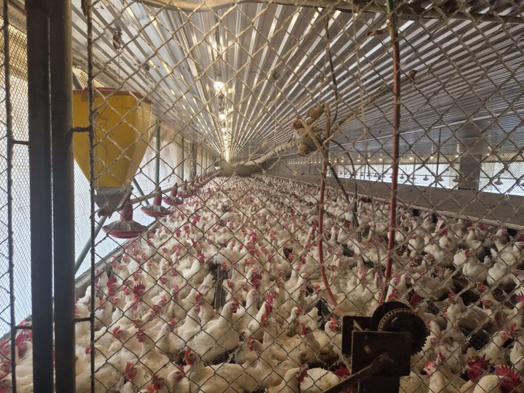 Galpón de aves reproductoras en operación